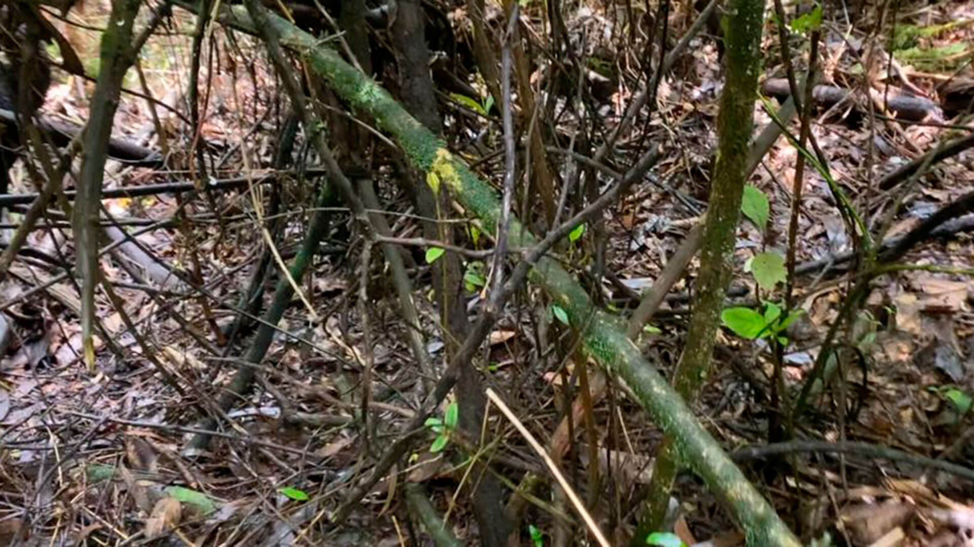 SEMANA llegó al escondite del francotirador que asesinó a un poderoso esmeraldero en el norte de Bogotá. Estas son las impresionantes imágenes - Especiales Semana