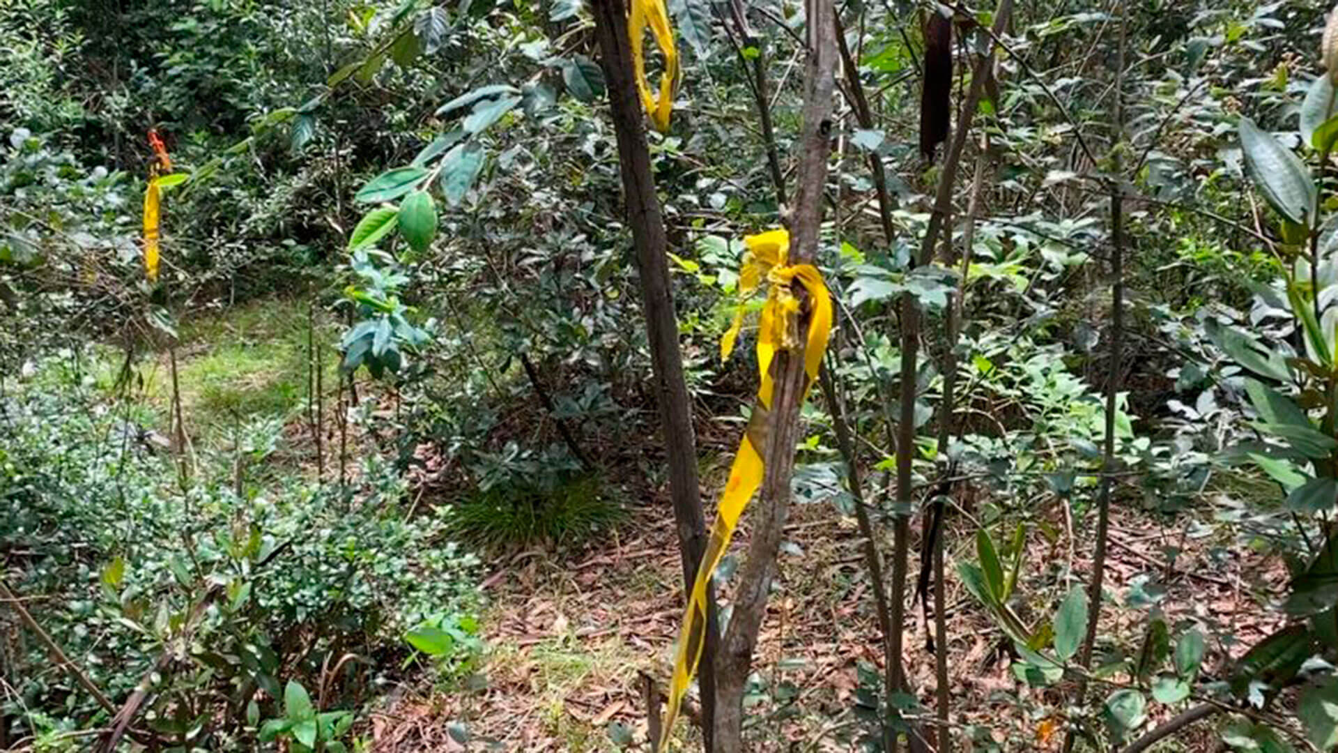 SEMANA llegó al escondite del francotirador que asesinó a un poderoso esmeraldero en el norte de Bogotá. Estas son las impresionantes imágenes - Especiales Semana